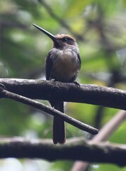 Jacamaralcyon tridactyla