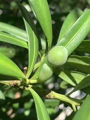Podocarpus costalis