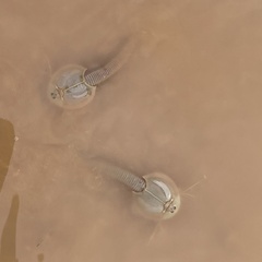 Triops australiensis