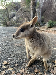 Petrogale mareeba