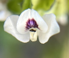 Tetramerium fruticosum