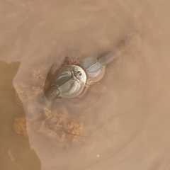 Triops australiensis