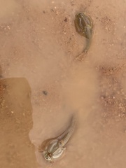 Triops australiensis