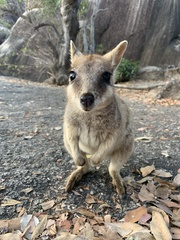 Petrogale mareeba