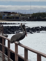 Pelecanus occidentalis urinator