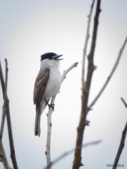 Xenopsaris albinucha