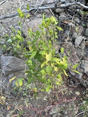 Tetramerium fruticosum