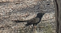 Centropus phasianinus