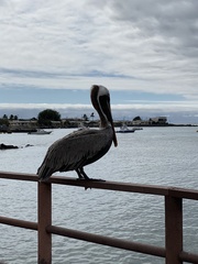 Pelecanus occidentalis urinator