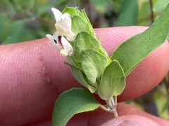 Tetramerium fruticosum