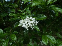 Pavetta australiensis