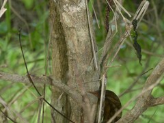 Pavetta australiensis