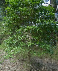 Pavetta australiensis