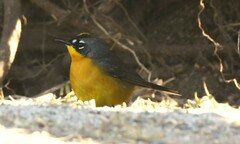 Basileuterus lachrymosus