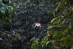 Pachira aquatica
