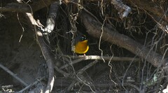 Basileuterus lachrymosus