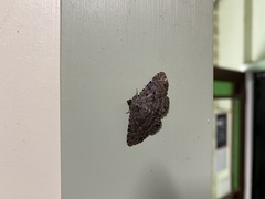 Polydesma boarmoides