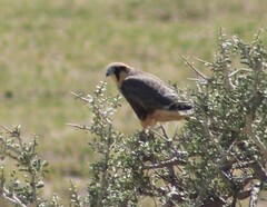 Falco femoralis