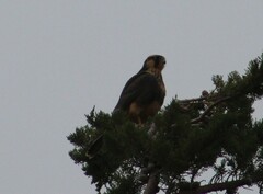 Falco femoralis