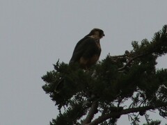 Falco femoralis