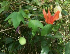 Passiflora aurantia