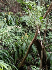 Calanthe formosana