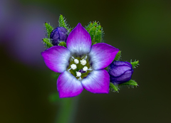 Gilia