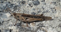 Schistocerca serialis cubense