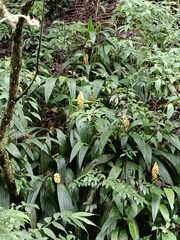 Calanthe formosana