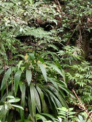 Calanthe formosana