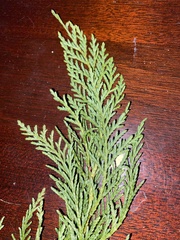 Chamaecyparis thyoides