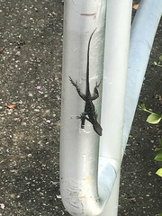 Anolis sagrei
