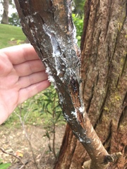 Phellopsylla formicosa