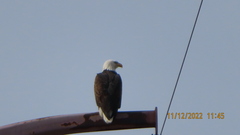 Haliaeetus leucocephalus
