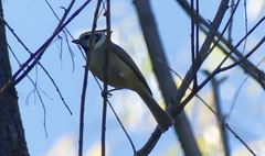 Baeolophus wollweberi