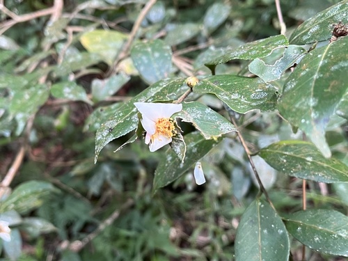 Camellia kissii observed 2022-11-13