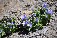 Campanula piperi