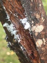 Phellopsylla formicosa