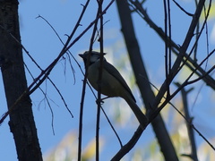 Baeolophus wollweberi