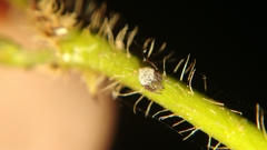 Eriovixia
