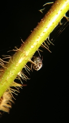 Eriovixia