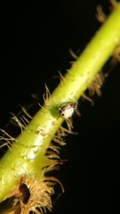 Eriovixia