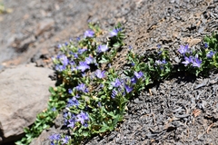 Campanula piperi