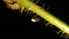 Eriovixia