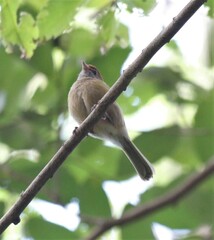 Hylophilus amaurocephalus