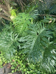 Thaumatophyllum xanadu