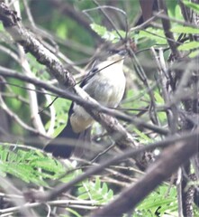 Trichothraupis melanops