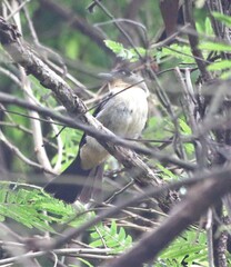 Trichothraupis melanops