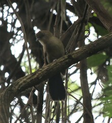 Pyriglena leucoptera