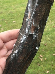 Phellopsylla formicosa